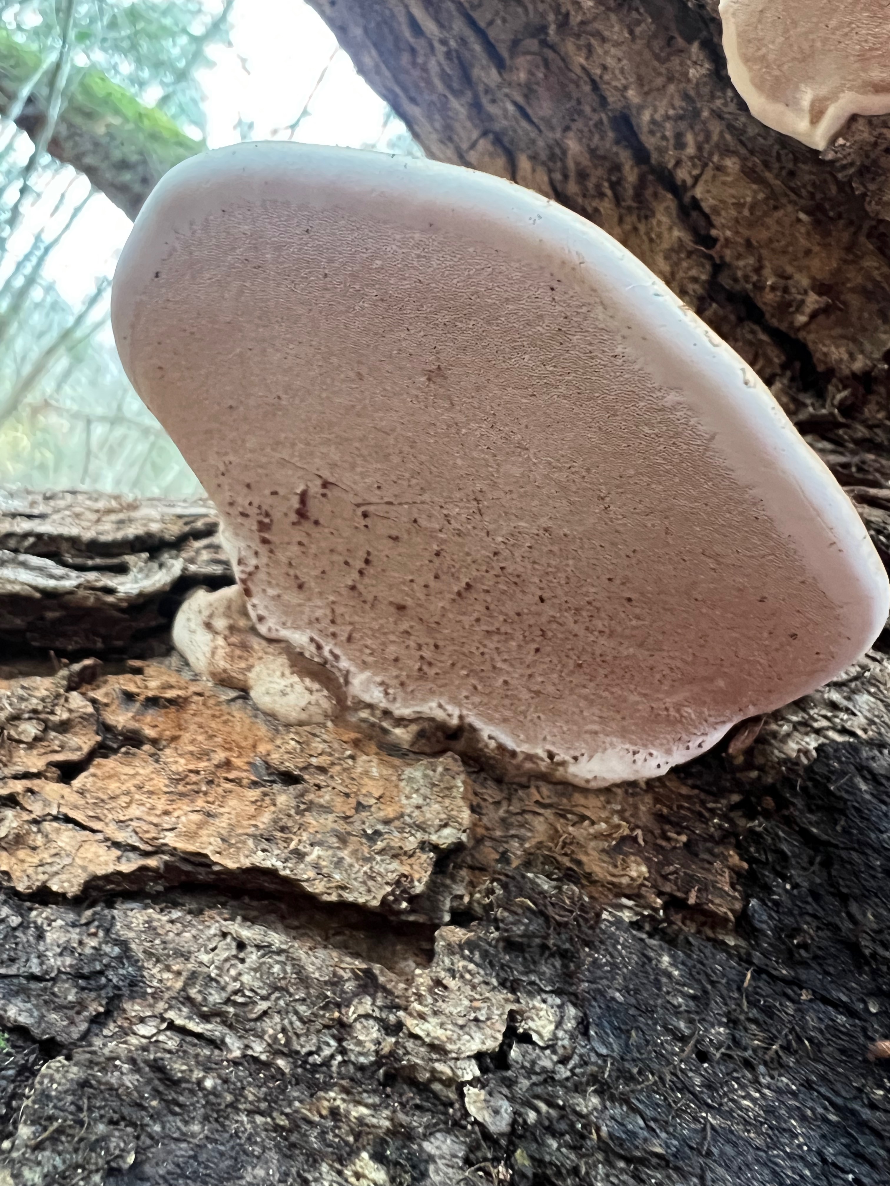 Ganoderma applanatum